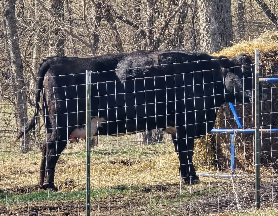 Farm animal at The Family Pantry